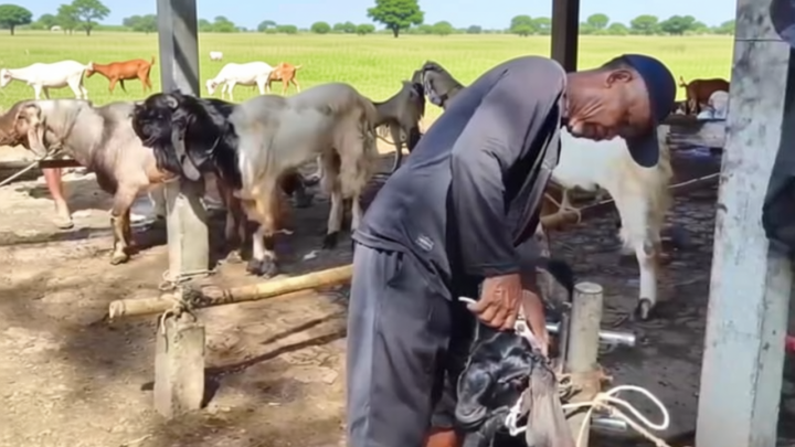 Jelang Iduladha – Kambing Kurban Ramai-Rami Bersolek ke Salon Hewan di Cilacap