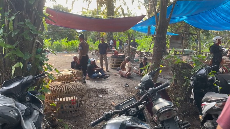 sabung_ayam