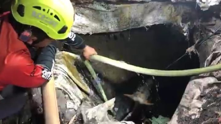 Sapi Kurban di Mojokerto Mengamuk dan Tercebur ke Septic Tank – Evakuasi Dramatis