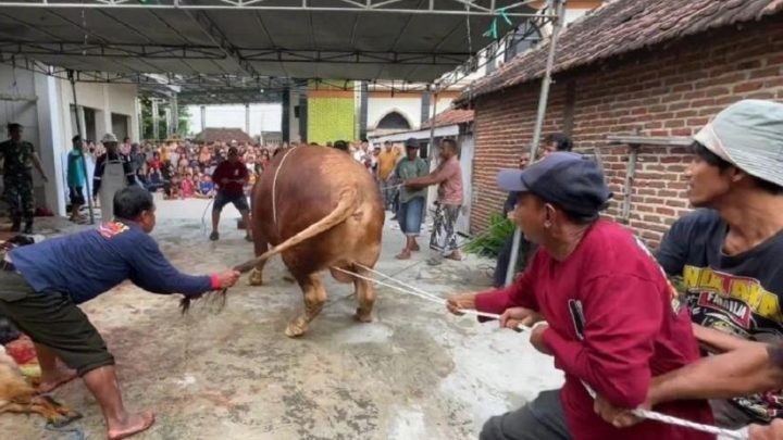 Latest Program: Sapi Kurban Prabowo 1,1 Ton di Lamongan Jadi Tontonan Warga Sekampung saat Disembelih