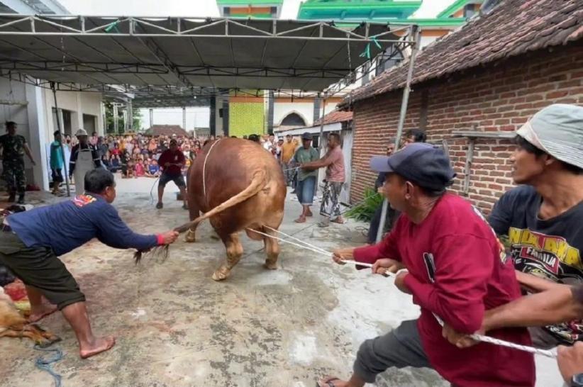 sapi_kurban_presiden_di_lamongan
