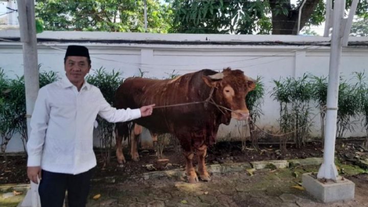 What Happened During: Penampakan Si Jalu, Sapi Kurban Presiden Prabowo Berbobot 1,2 Ton di Karawang Bikin Heboh