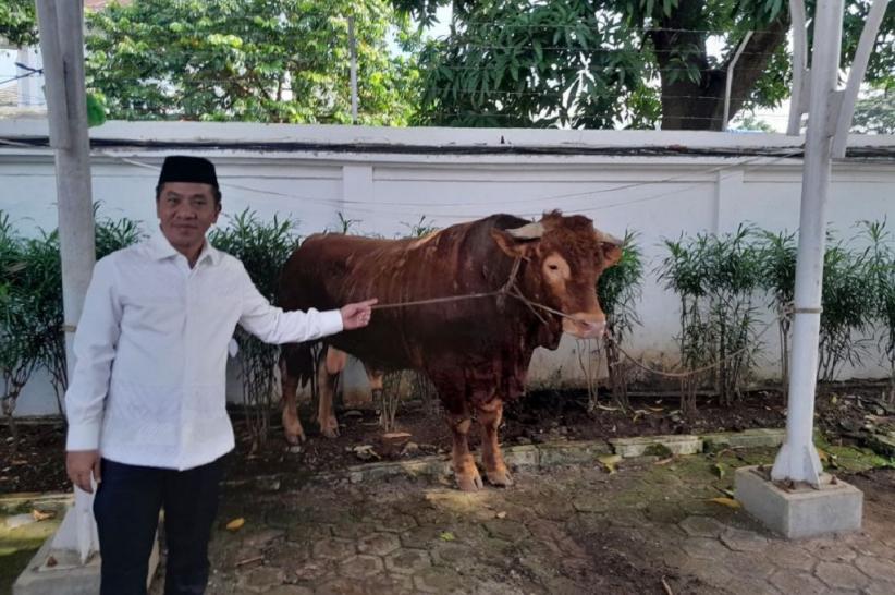 sapi_limosin_di_karawang