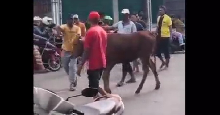 sapi_mengamuk