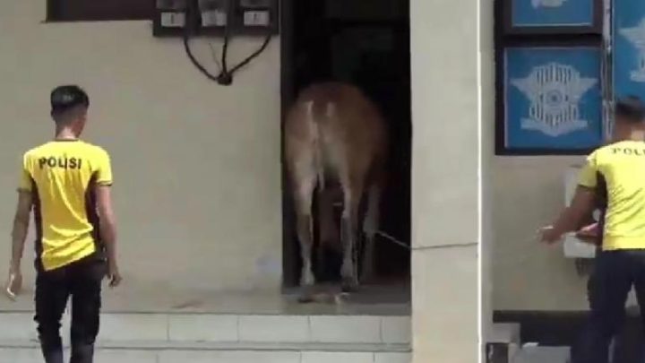 Sapi Kurban Pemberian Bupati Kabur Masuk Gedung Pelayanan Satlantas Polres Sumedang