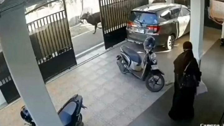Viral Sapi Kurban Mengamuk di Banjarmasin – Pria 53 Tahun Tewas Terseret Sejauh 50 Meter