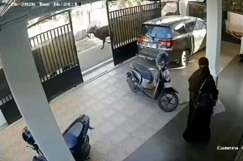 viral_pria_di_banjarmasin_tewas_terseret_sapi
