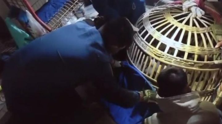 Monyet Peliharaan Lepas hingga Serang Warga di Jombang – 2 Orang Luka Terluka