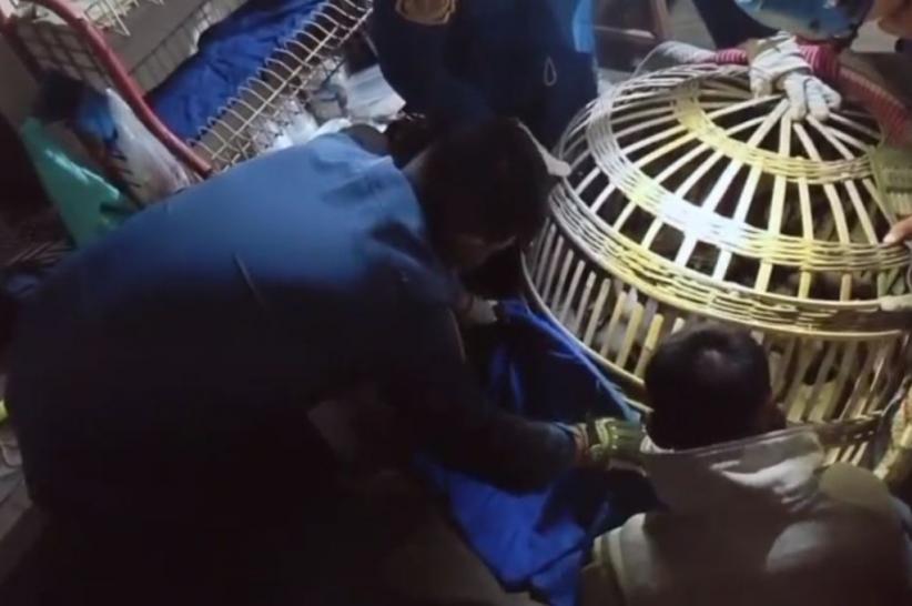 petugas_damkar_bersama_warga_mengevakuasi_monyet